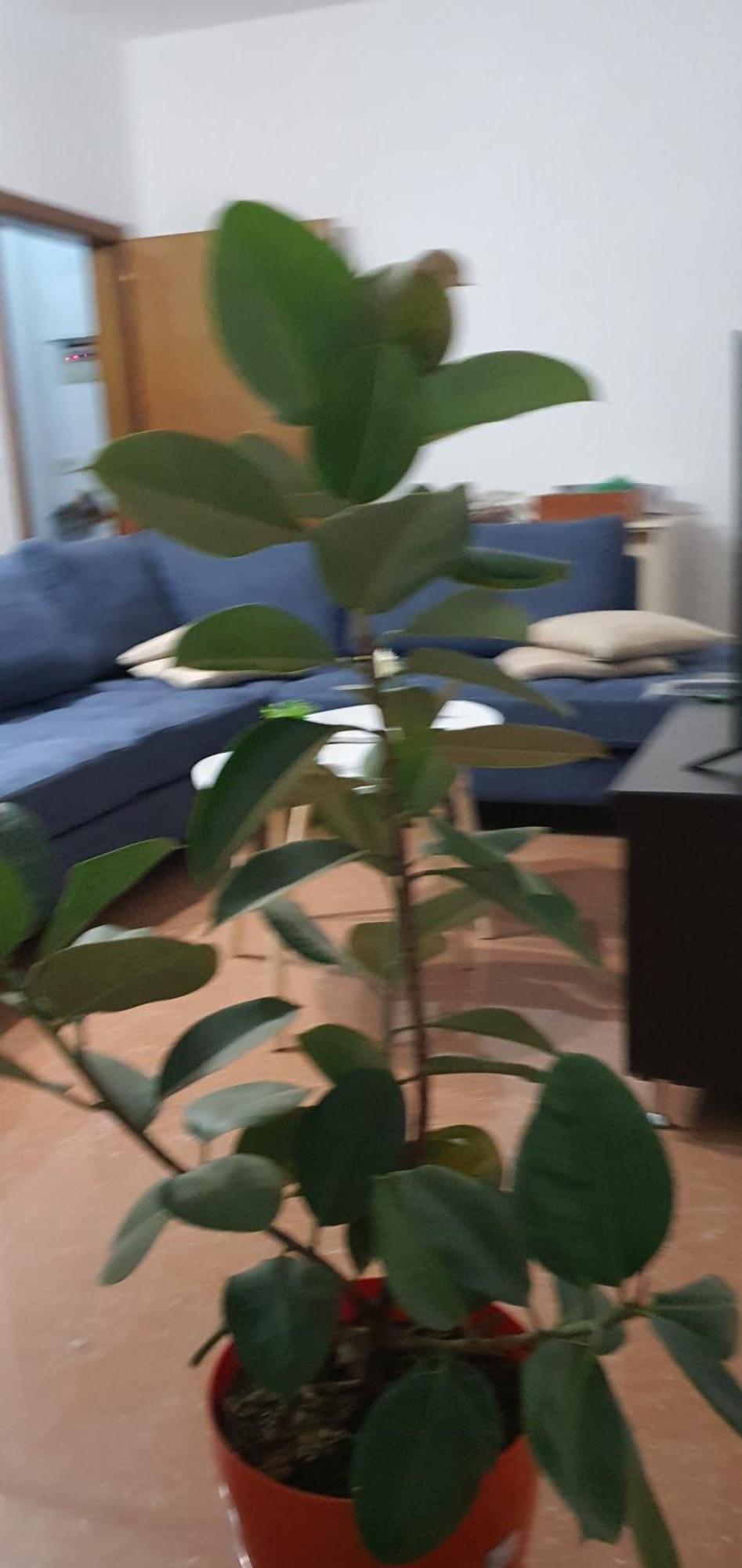 City Center Apartment Shkodër 外观 照片